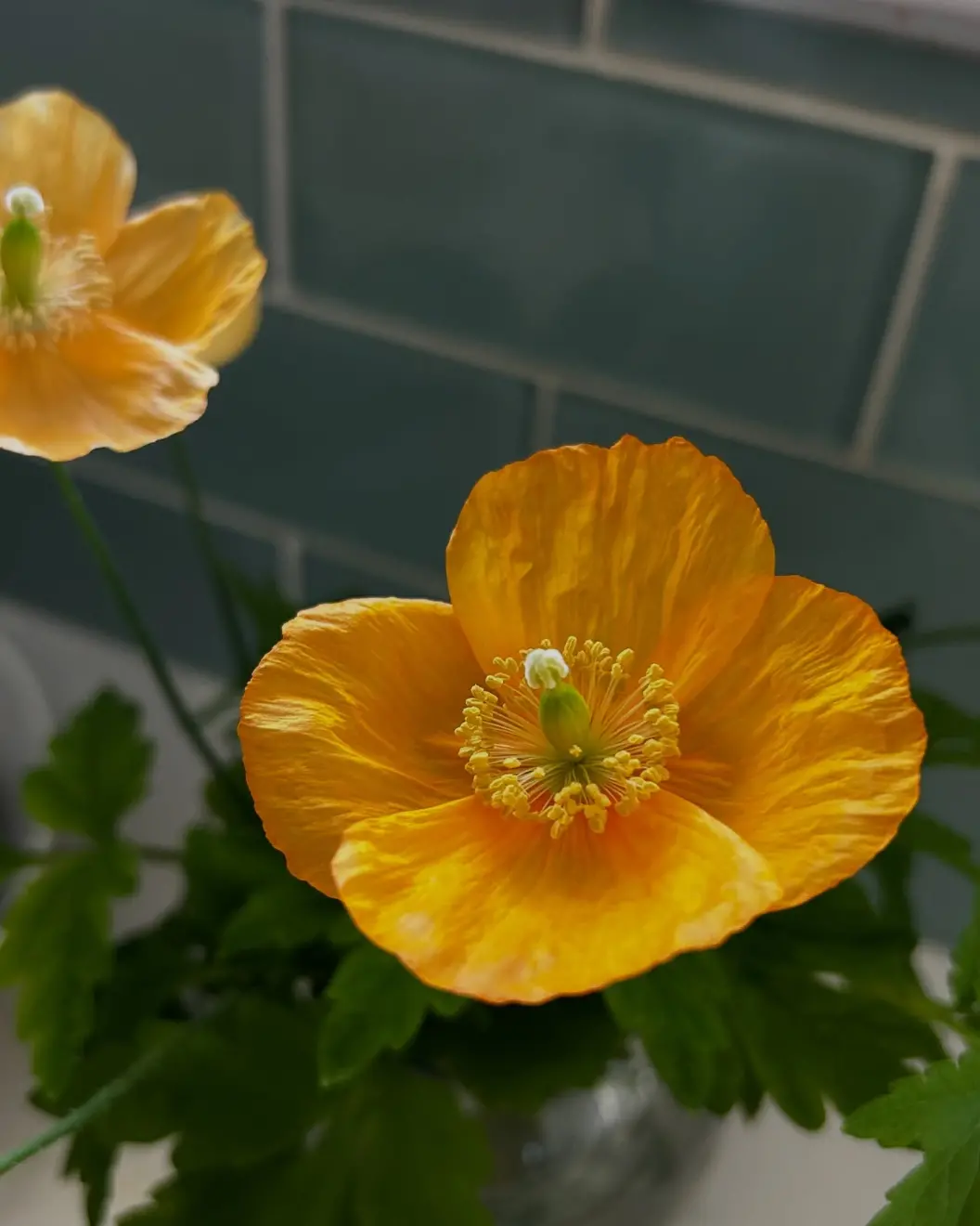 Amy Jane Rudman Instagram