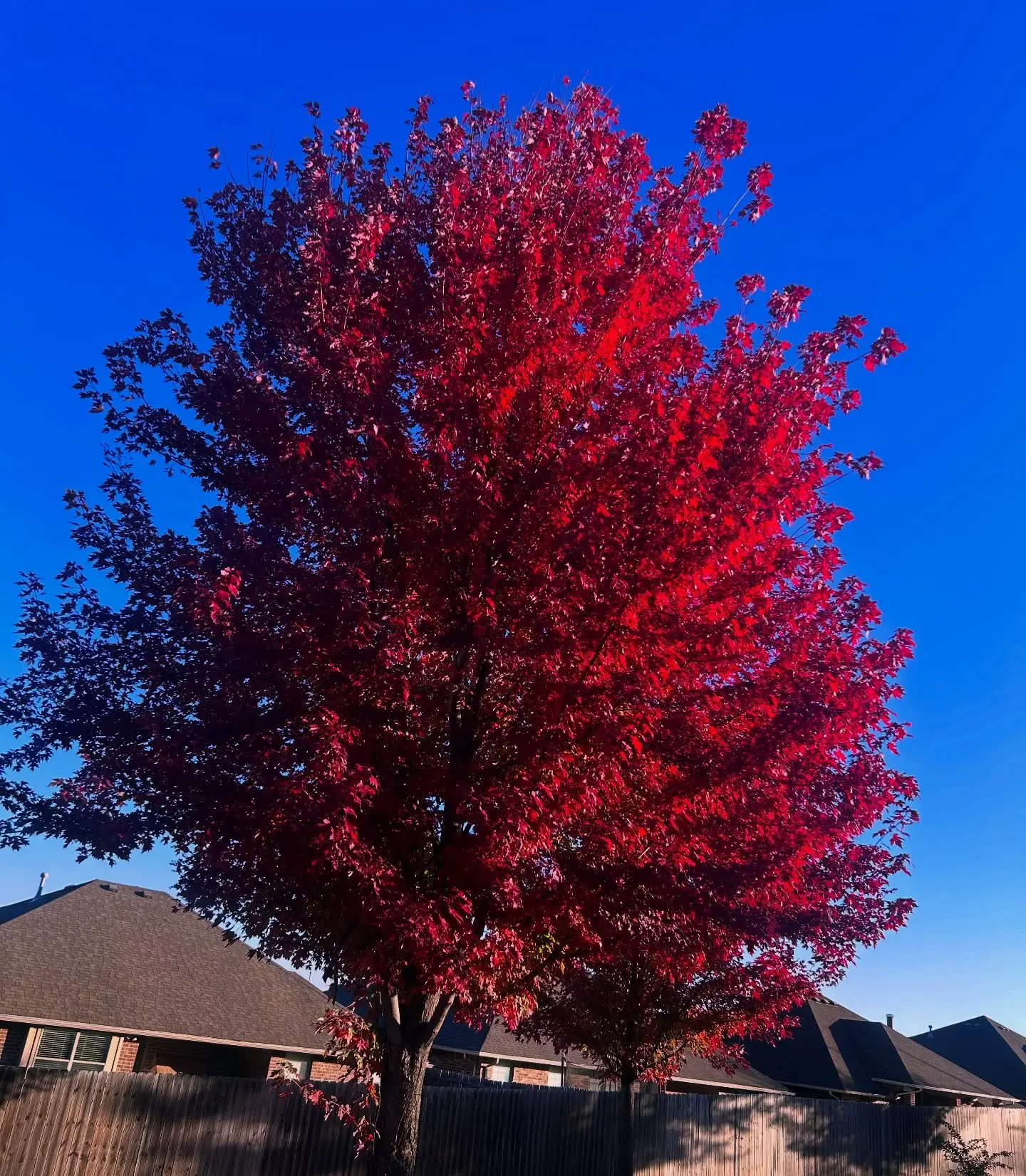 Destiny Crawford Instagram