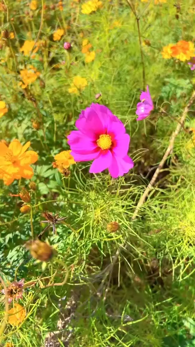 Destiny Crawford Instagram