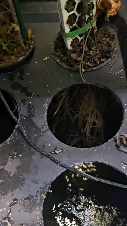 Yoshi white Instagram