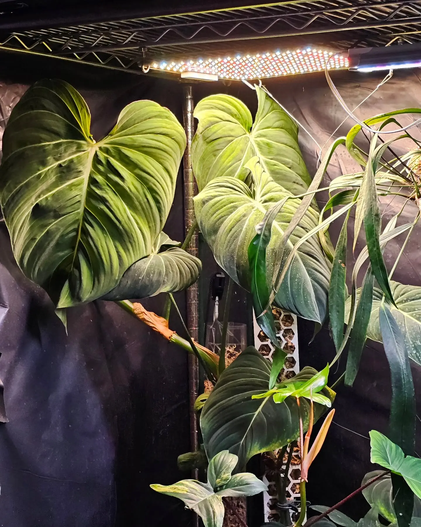 Yoshi white Instagram