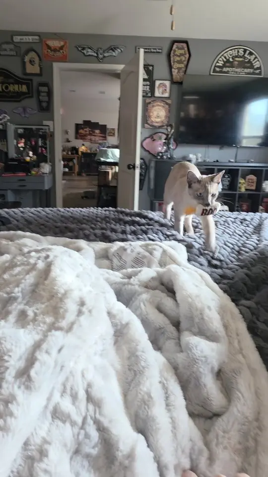 dumpsterdivingmama Instagram