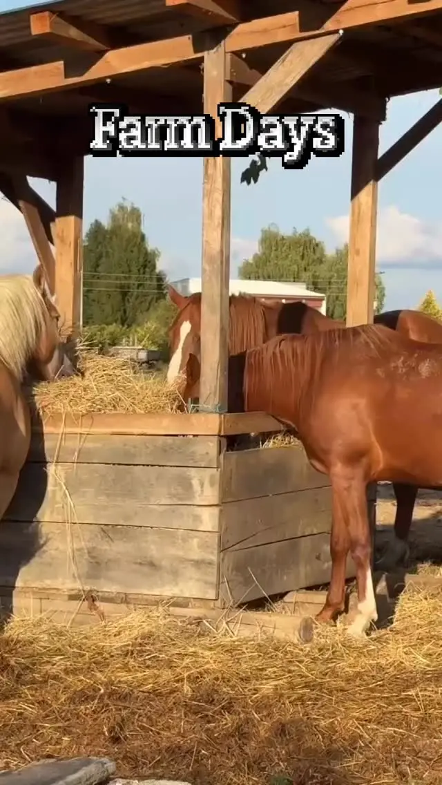 Black gypsy Instagram