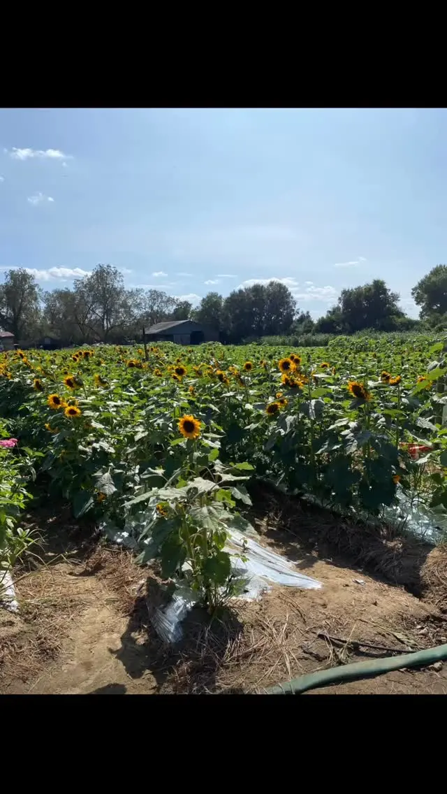 Black gypsy Instagram