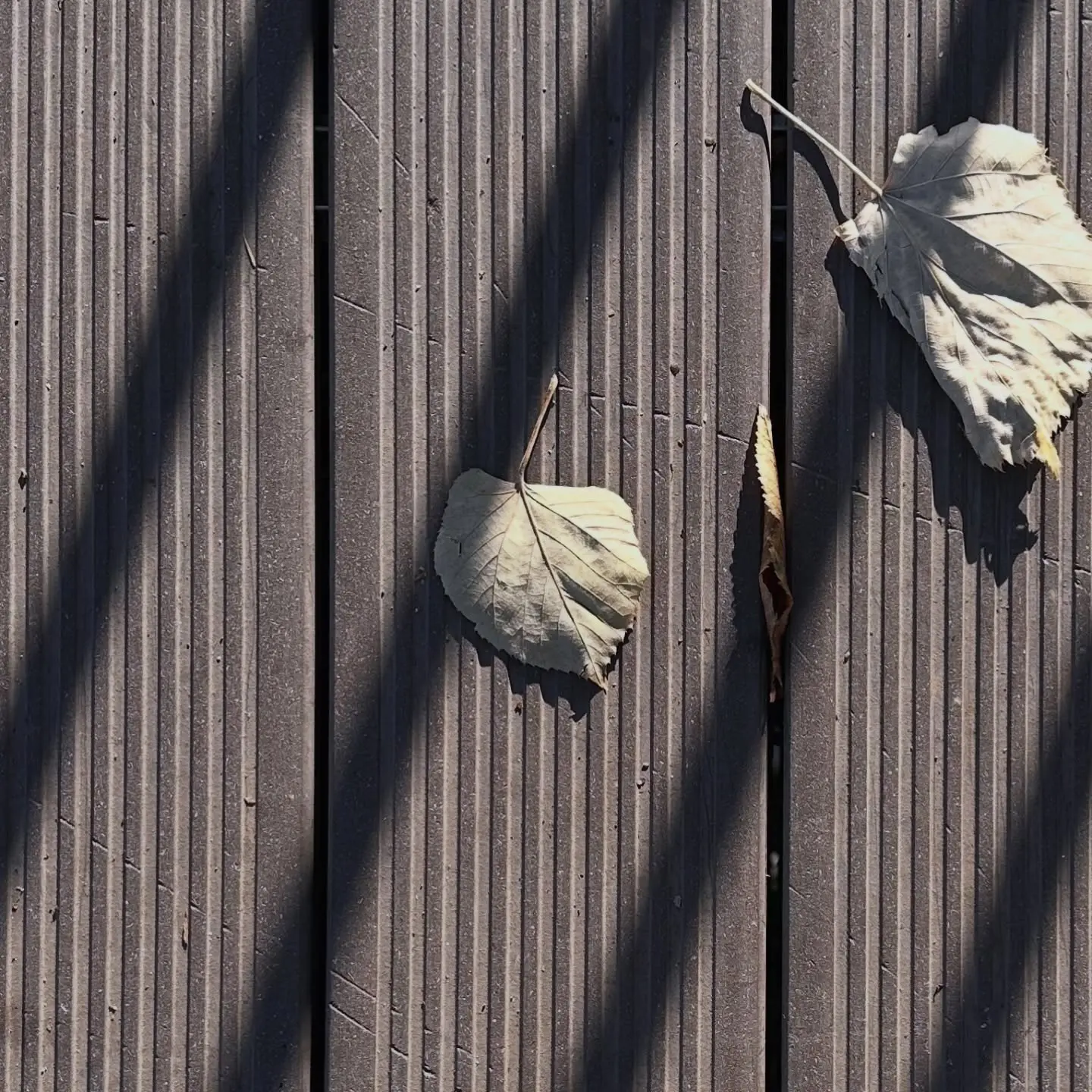 Aleksandar Žeželj Instagram