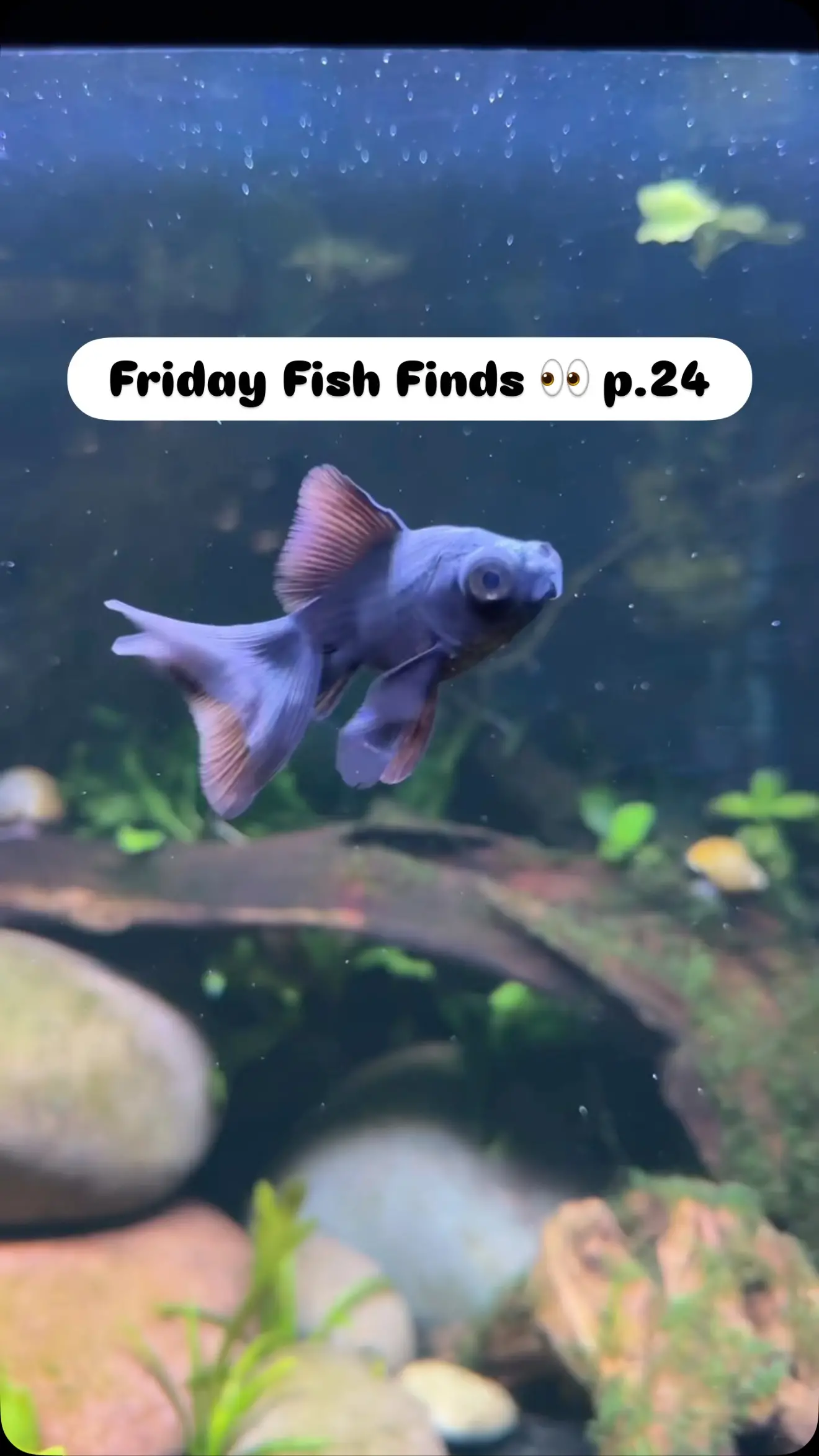 Silas 2729 Instagram