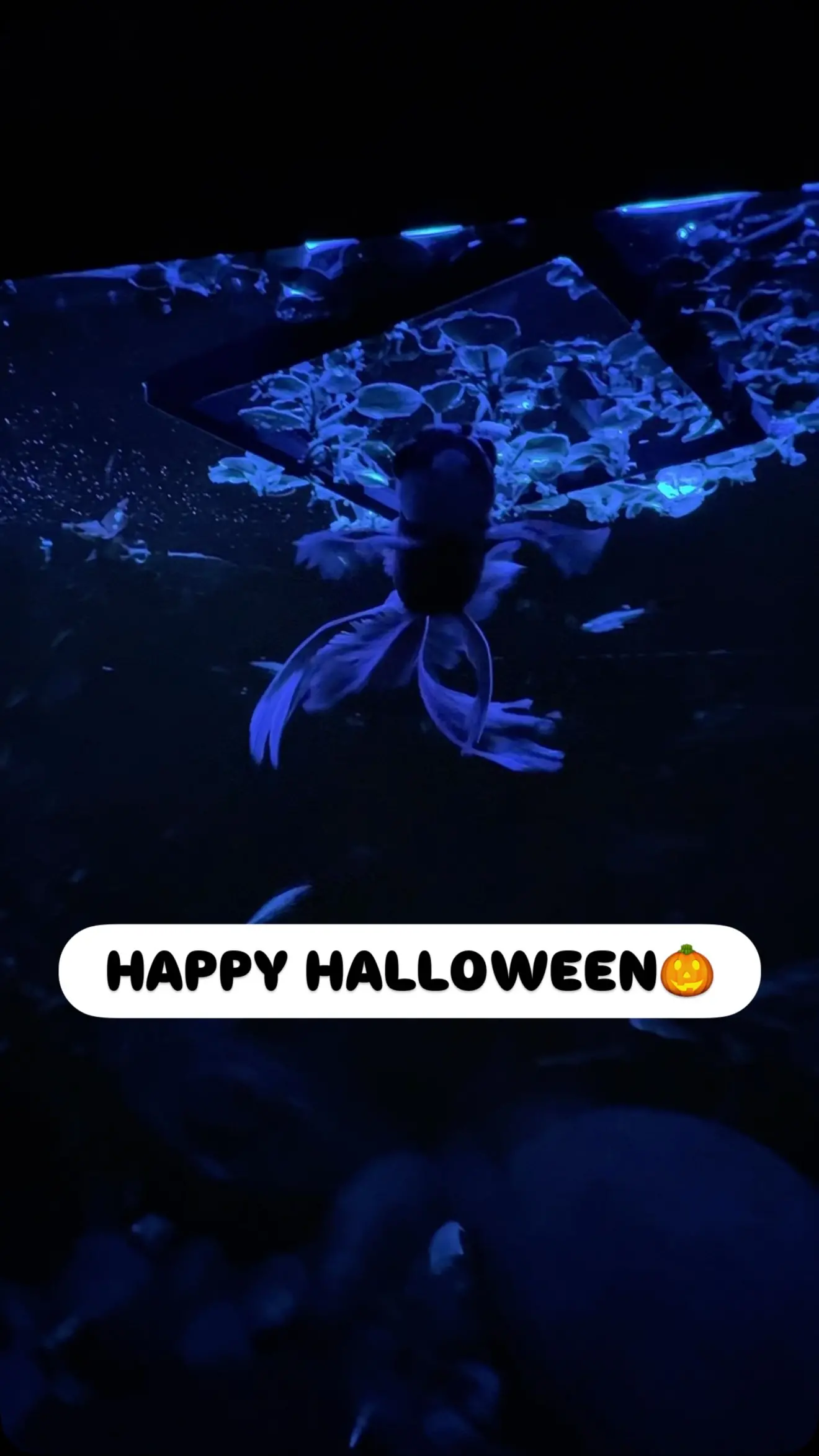 Silas 2729 Instagram