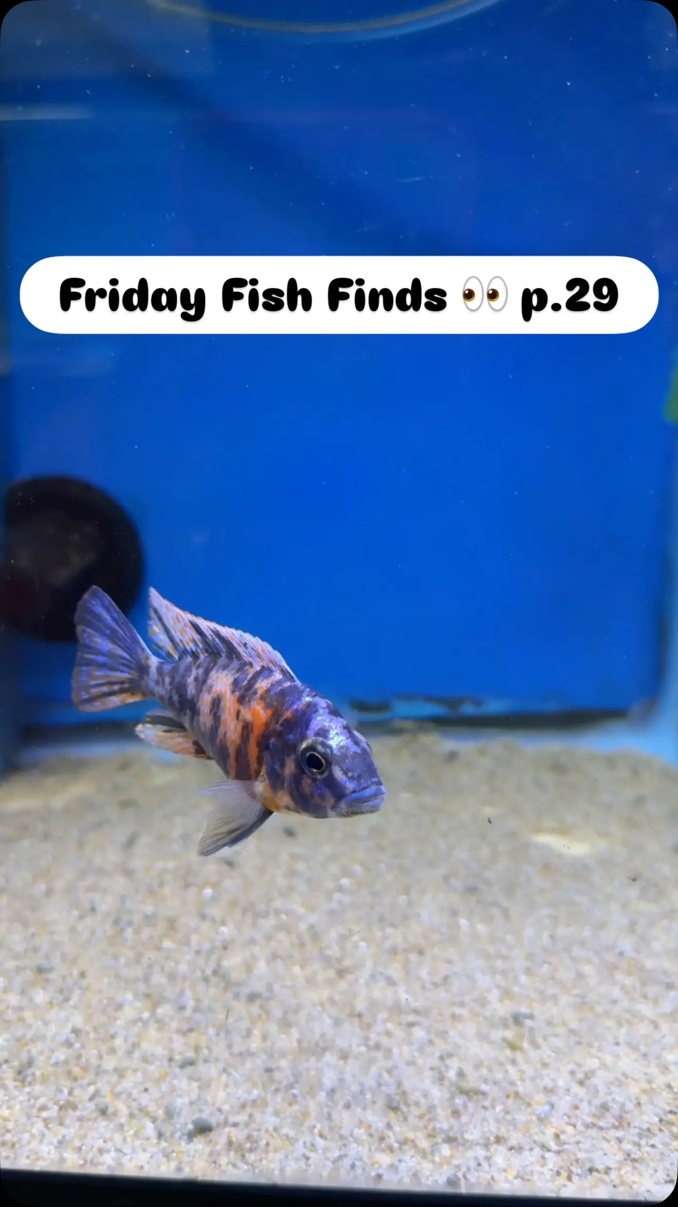 Silas 2729 Instagram