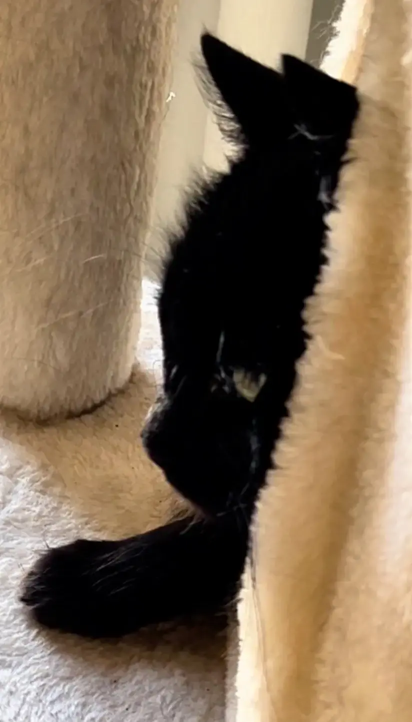 Alissa Villani TikTok