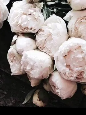 Alissa Villani TikTok