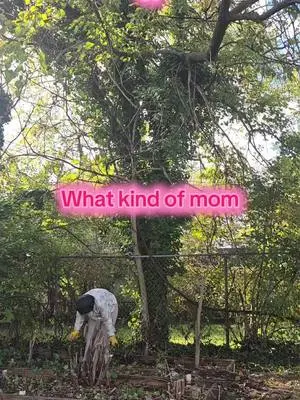 Toshiba Sullivan TikTok