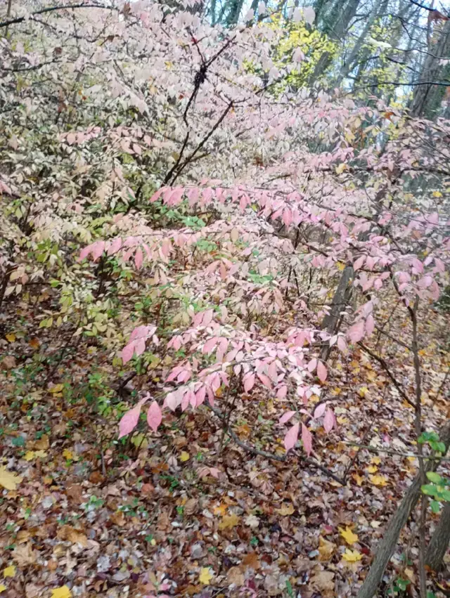 Katarzyna Piech TikTok