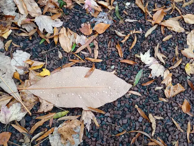 Katarzyna Piech TikTok