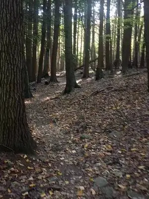 David Bristol TikTok