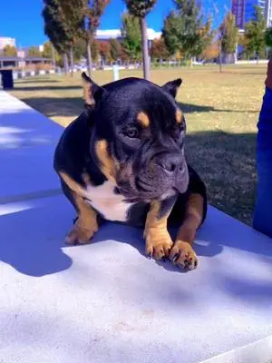 Destiny Crawford TikTok