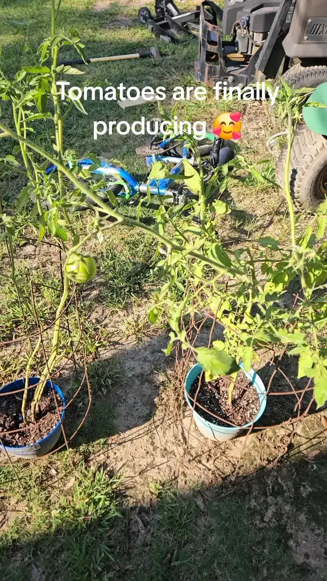 Megan Coggins TikTok