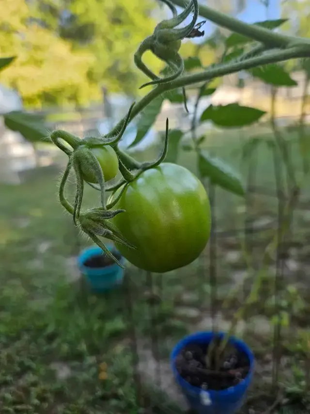 Megan Coggins TikTok