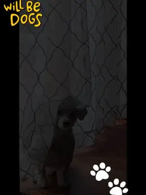 Rachael Chambers TikTok