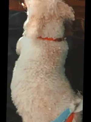 Rachael Chambers TikTok