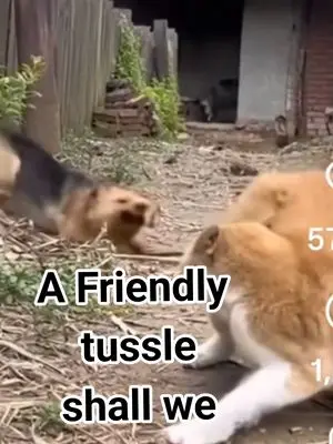 Christian Green TikTok