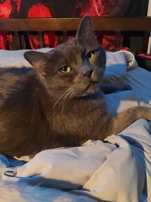 dumpsterdivingmama TikTok