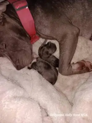 Holly Amber Hood Skeens TikTok