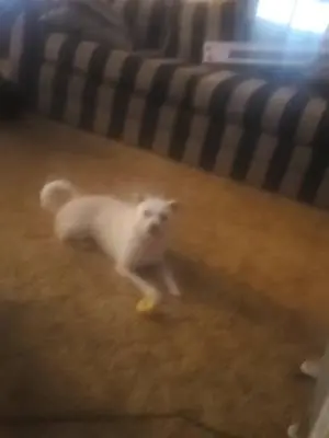 Carrie Bonnette TikTok