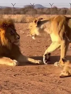 Melissa Hallman TikTok