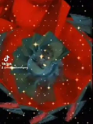 Kashin arnold TikTok