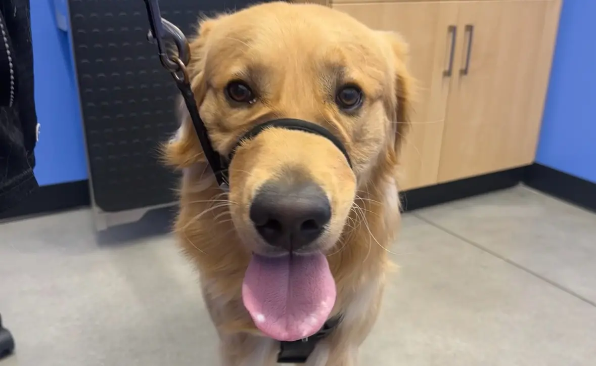 Get $50 OFF Modern Animal!. Need a GREAT new Veterinarian?