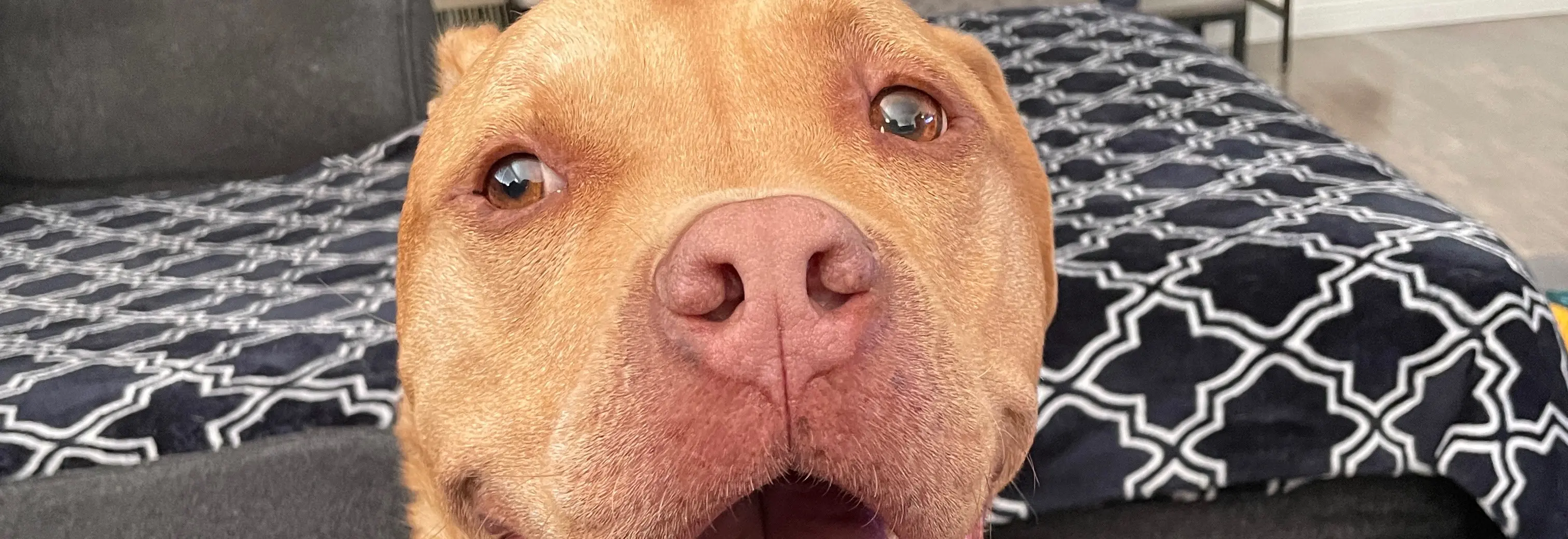 Happy Dog = Happy Life. Still The Goodest Boy