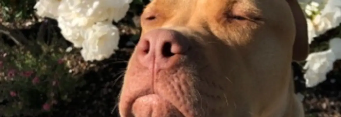 So Zen. Much Wow.. The Goodest Boy