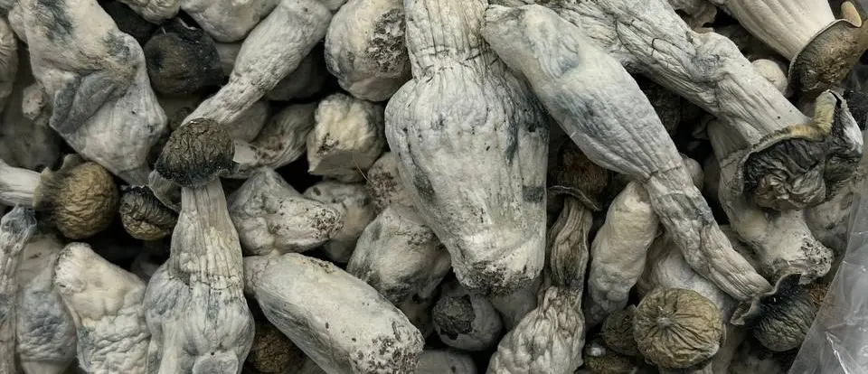 Mushroom. We Connect Brands & Influencers