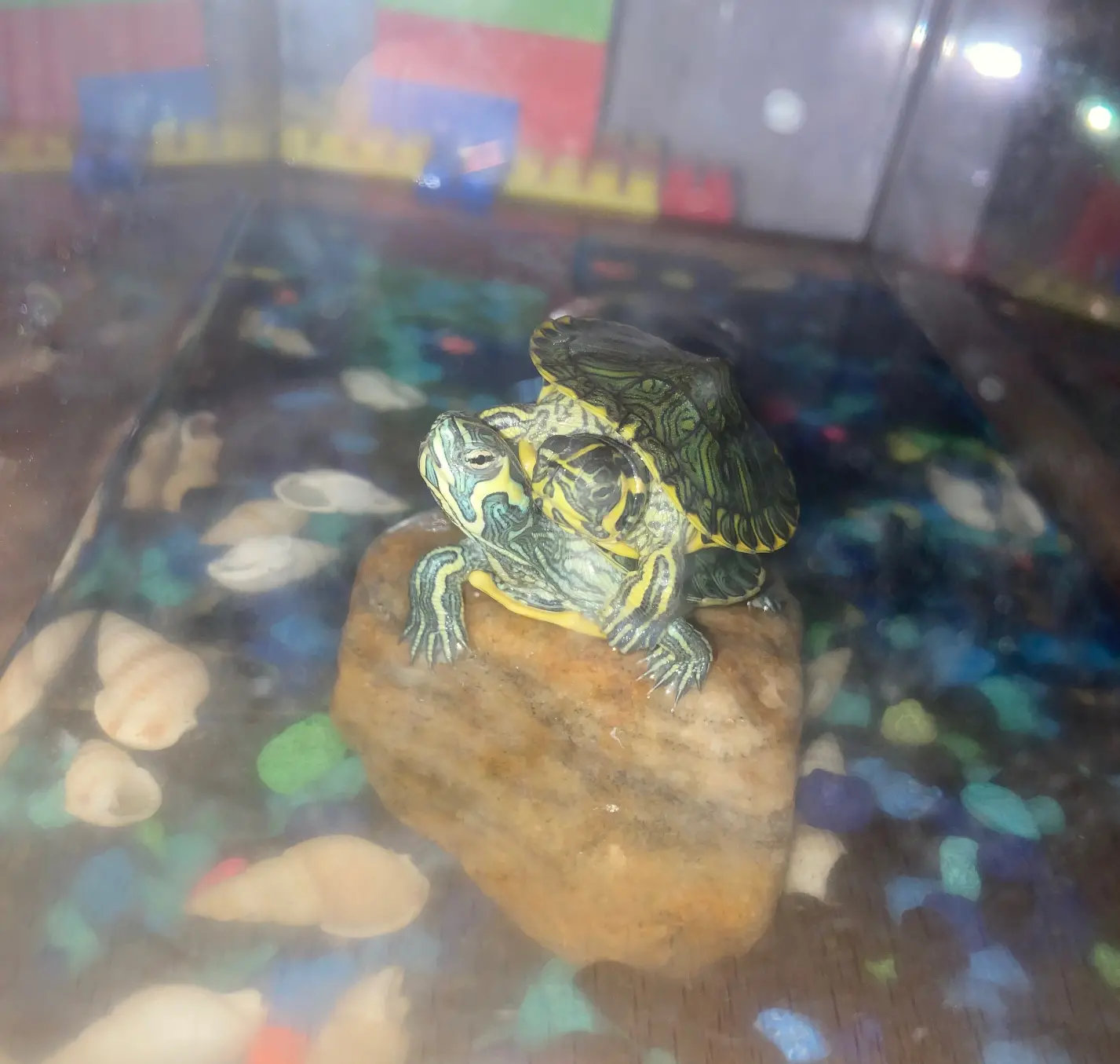 LJG630-Turtle