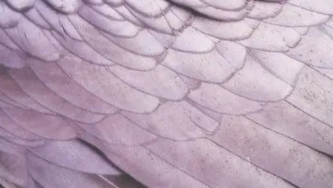 click here for my strawpage!!. strawpage