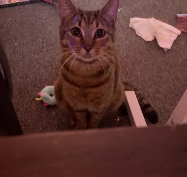 𝓜𝓪𝓭𝓭𝔂 ⁺‧₊˚ ཐི⋆♱⋆ཋྀ ˚₊‧⁺