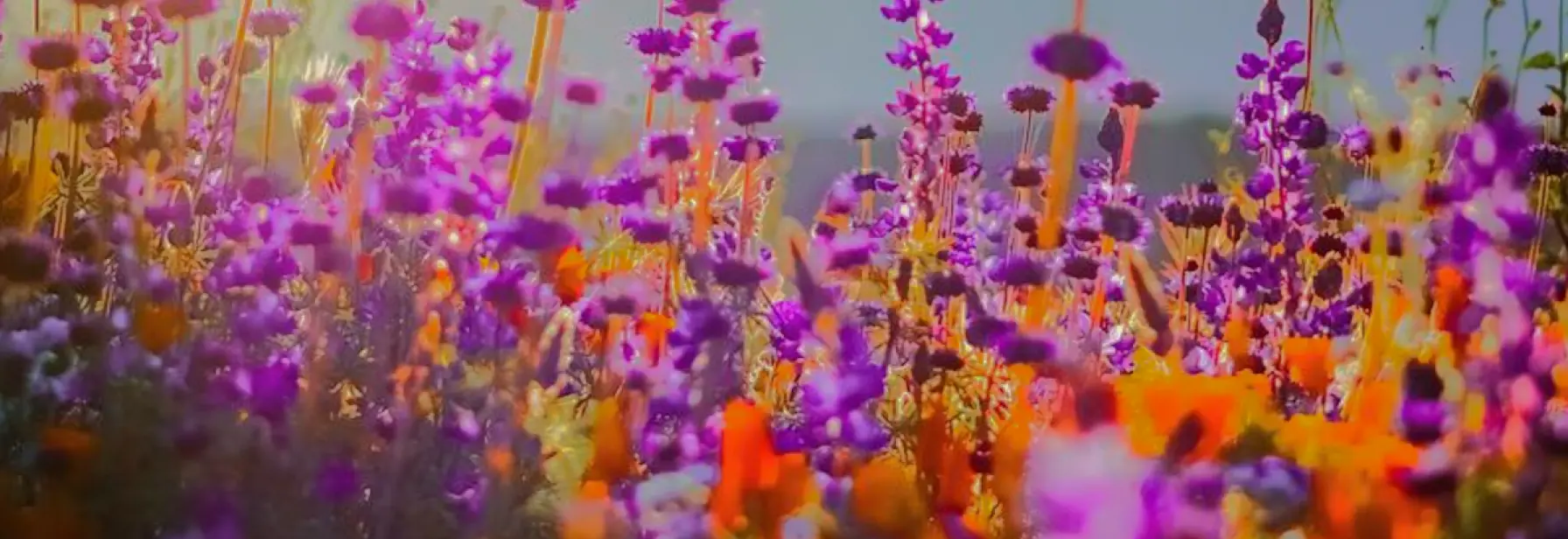 My Photography Prints. Nature | Travel