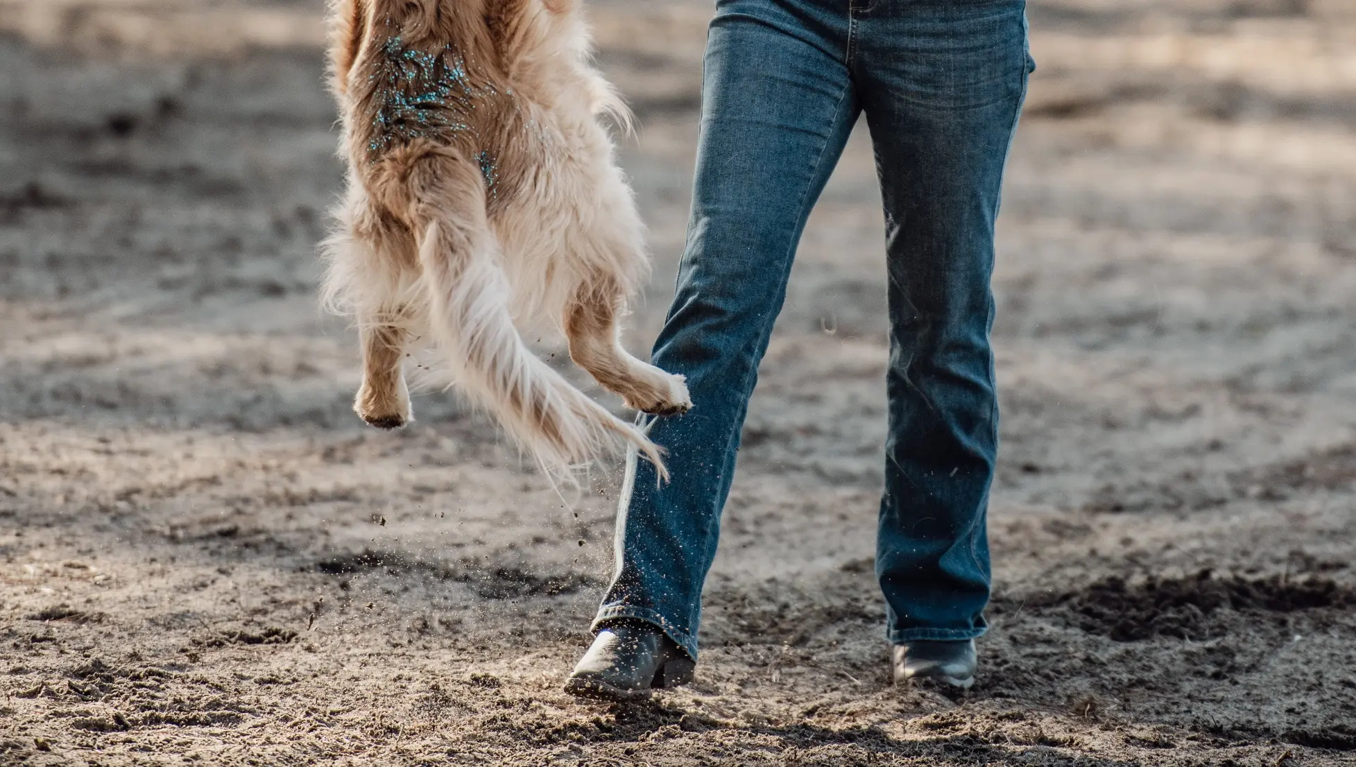Dog Tricks & Agility