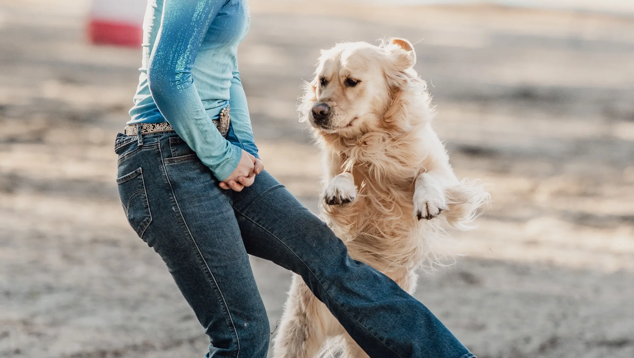 Dog Tricks & Agility