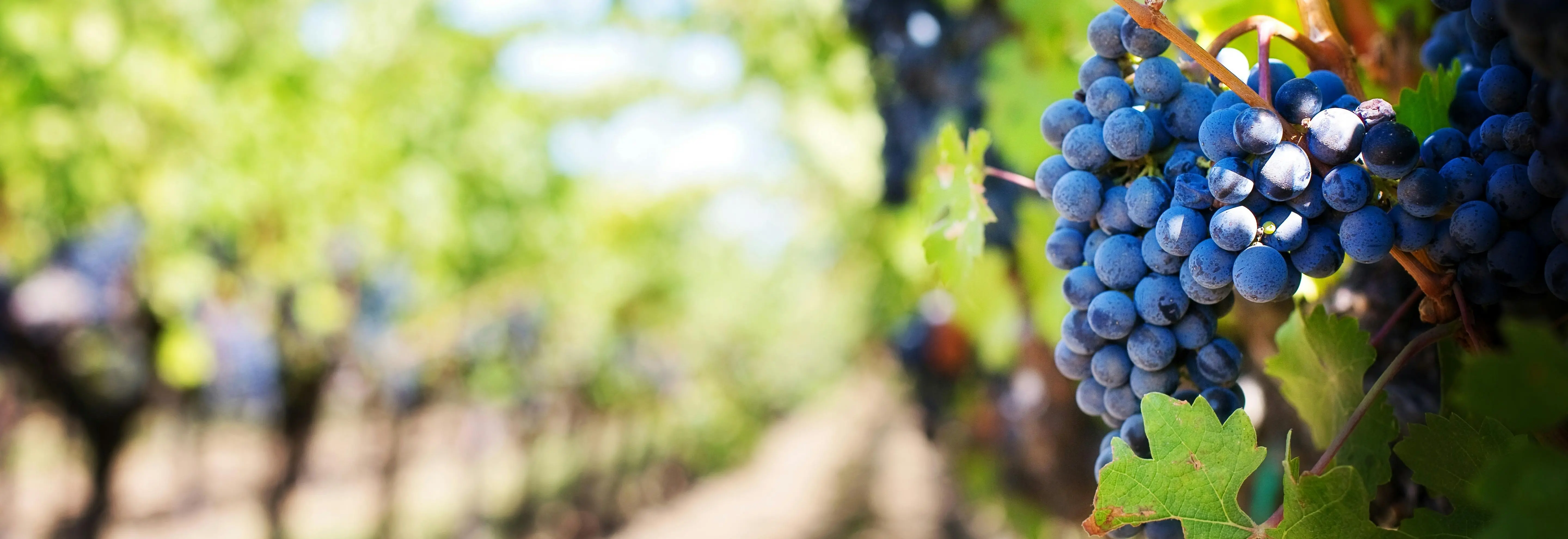 What's the True ROI?. Soil Regeneration