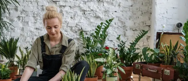 Revive Your Houseplants