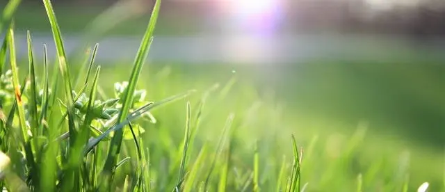 Your Lawn Will Thank You