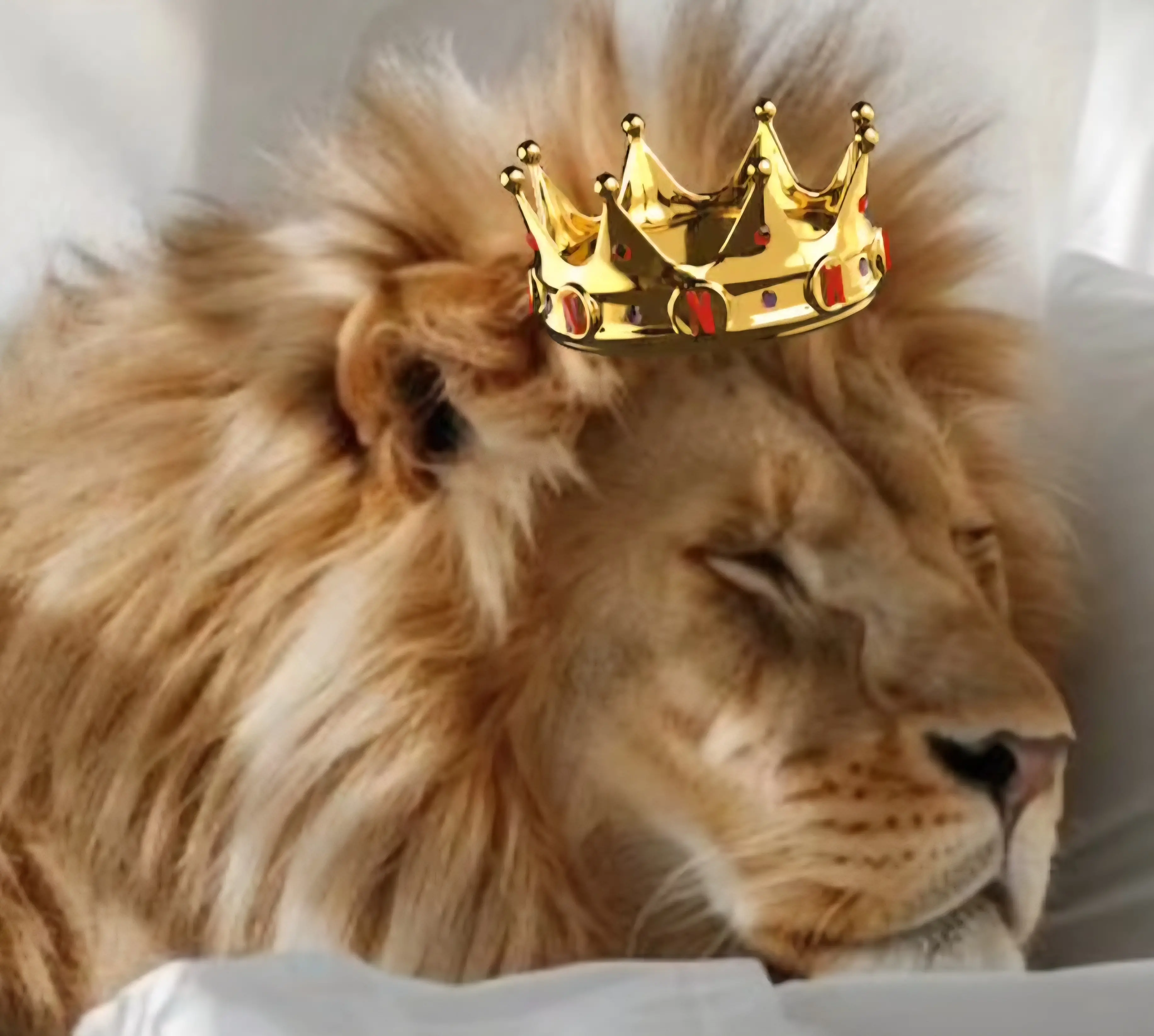 Instagram Community. Wise who Rise