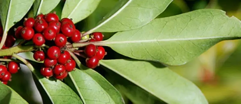 Nature’s Remedy for Insulin Resistance