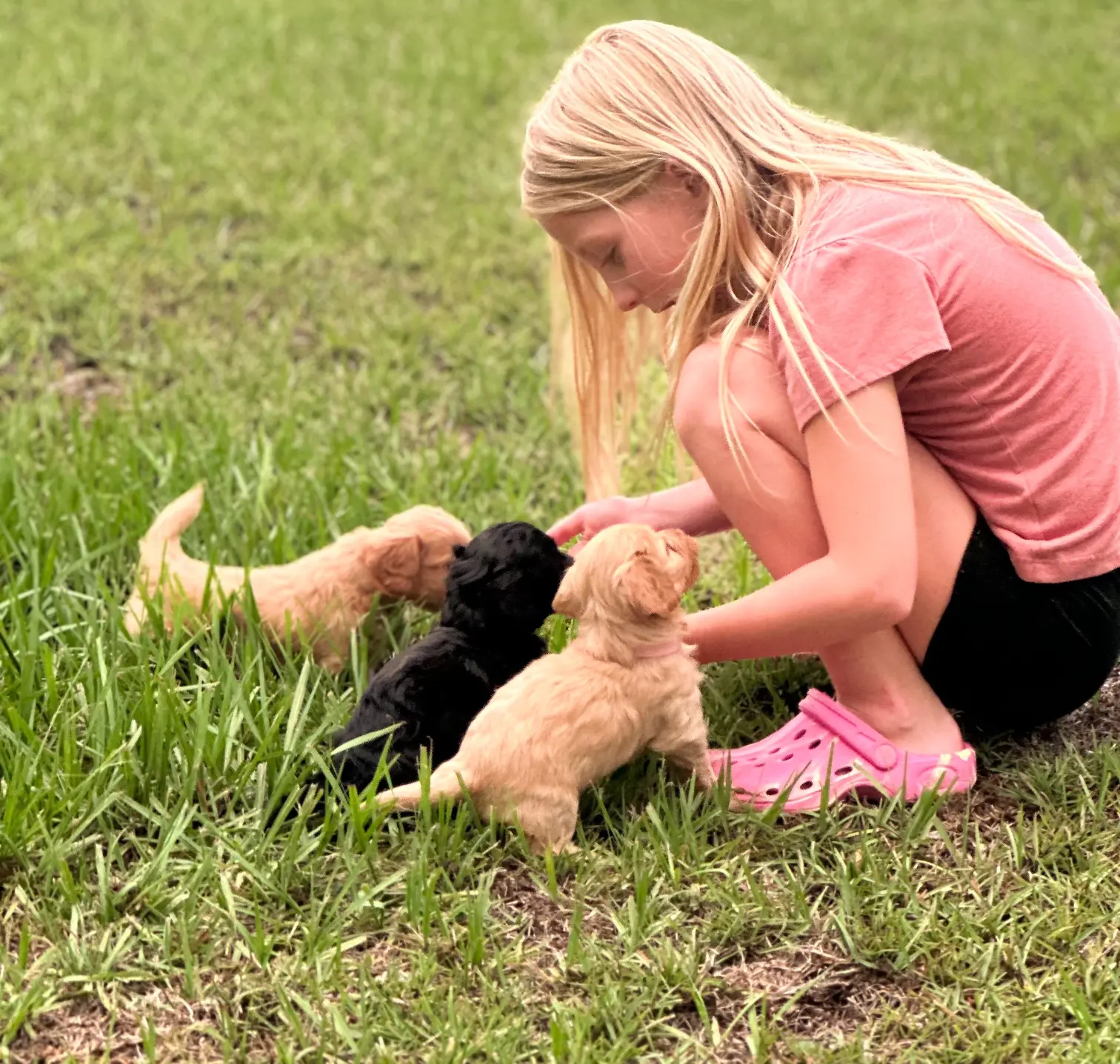 Cutepups