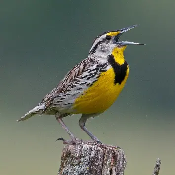 I Love birds