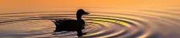 Purchase Your. Salinas Valley Ducks Unlimited Tickets
