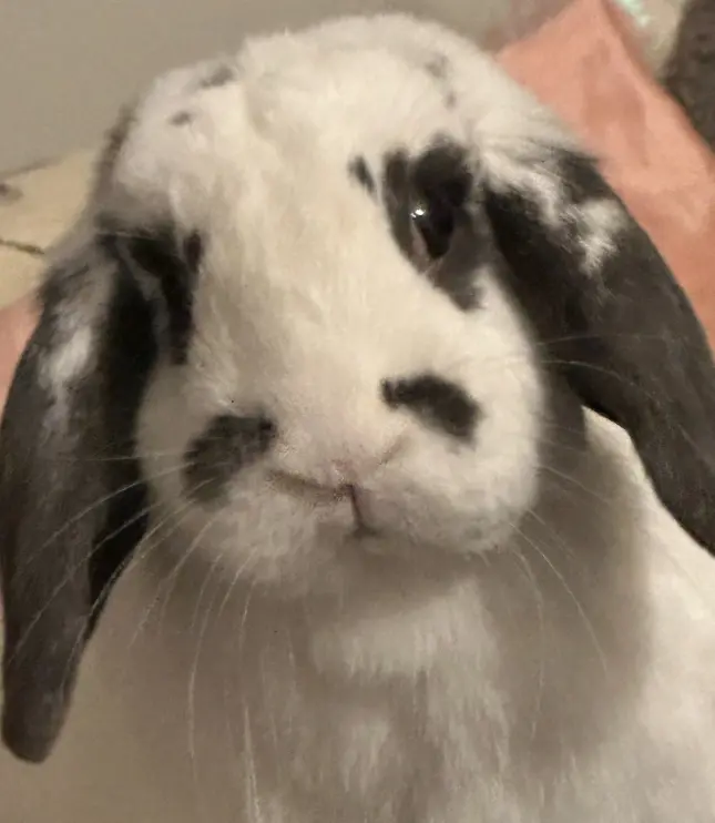 very fishy links you should not click on