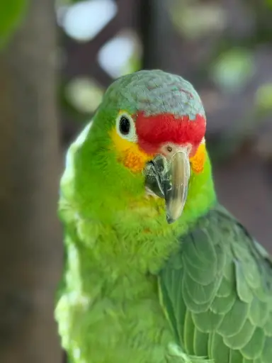 Parrot Pedro Pascal