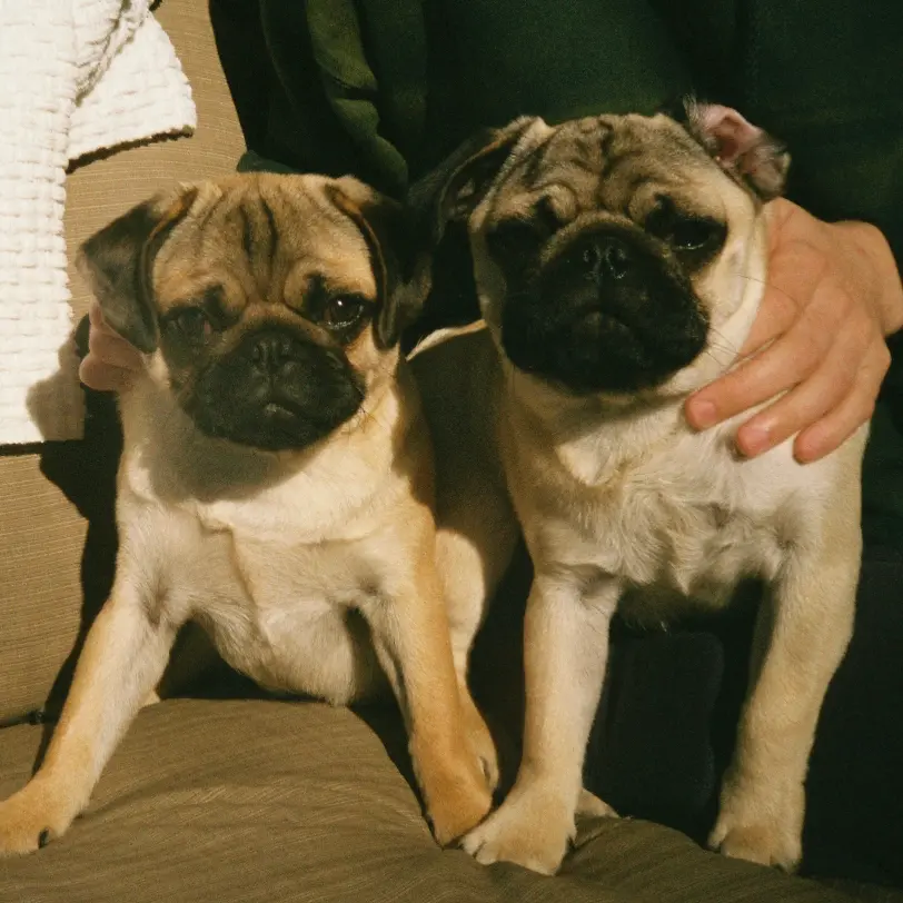 Buddy & Bear